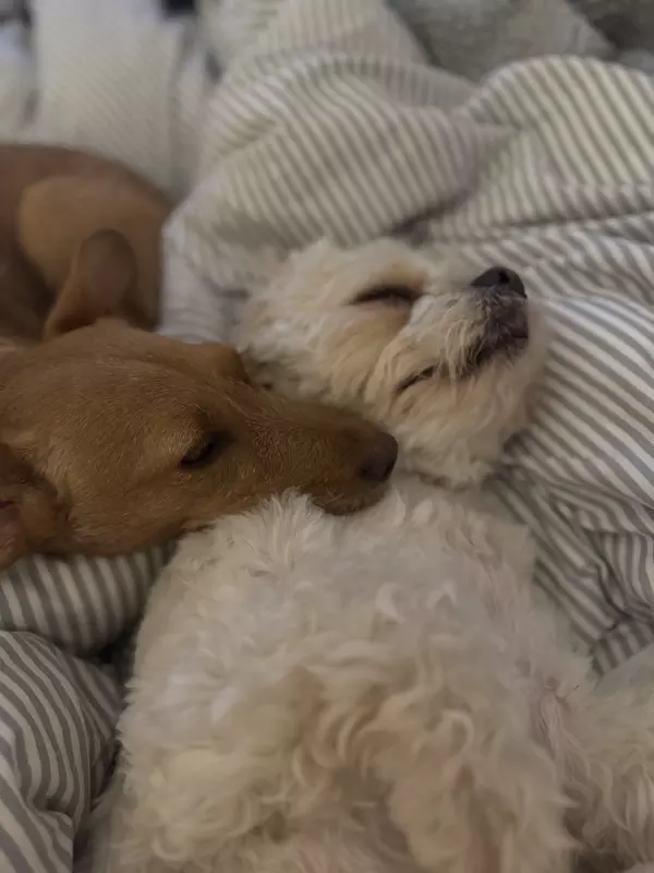 Tan terrier Duck snuggled with new white dog friend in the home on a stripey duvet. Duck has his head resting on the other dog's shoulder as they both sleep.
