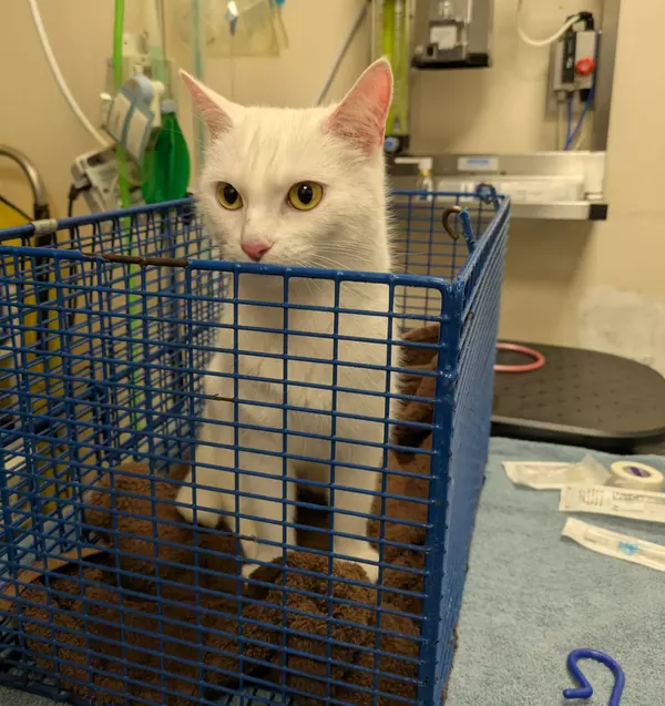 White cat Blanche in a blue cat crate sitting on a brown towel with her head poking over the top