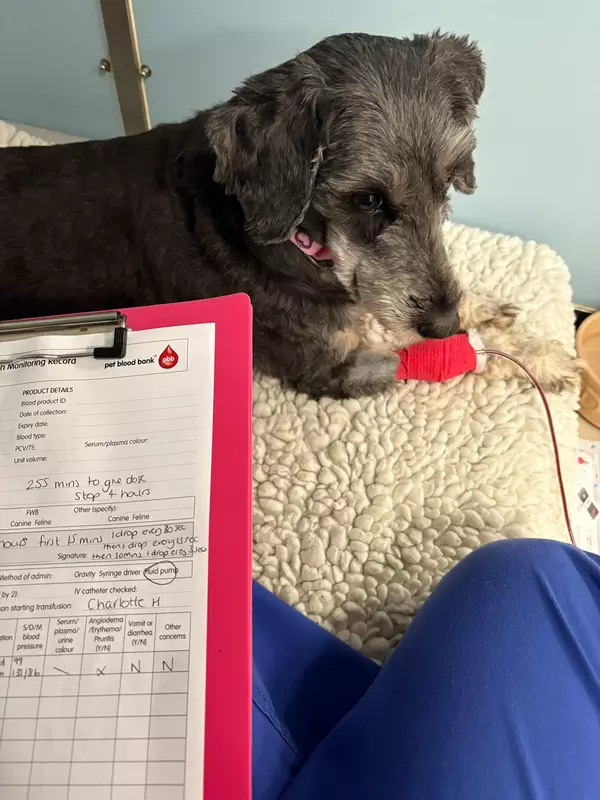 A grey and fawn dog with a long nose and floppy ears sits on a cream-coloured blanket. The dog's face is turned down, away from the camera, and its expression is thoughtful. There is a red bandage on the dog's front paw (closest to the camera) and from under the bandage a narrow tube emerges. In the foreground, a page of medical notes are visible in a red clipboard.