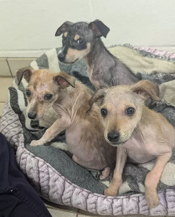 Two tan puppies and one black and tan puppy. All three are practically bald due to mange and are sat together in a grey and purple bed.