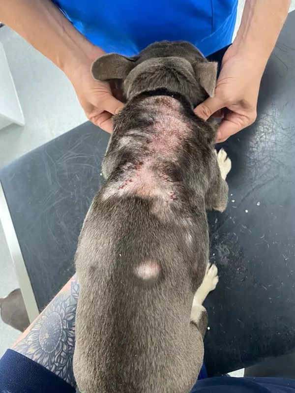 A French bulldog is on a black vet table being examined. A large patch of bald, red raw skin is visible on her back.