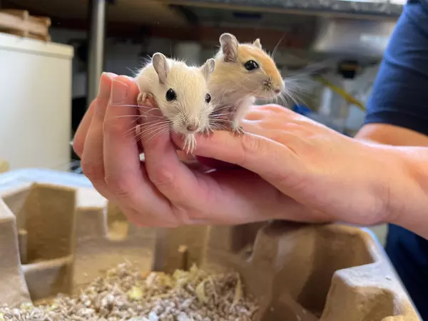 Two blonde-coloured gerbils being held in two hands over their accomodation