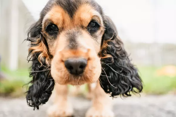 Brown and black spaniel puppy looks straight into the camera