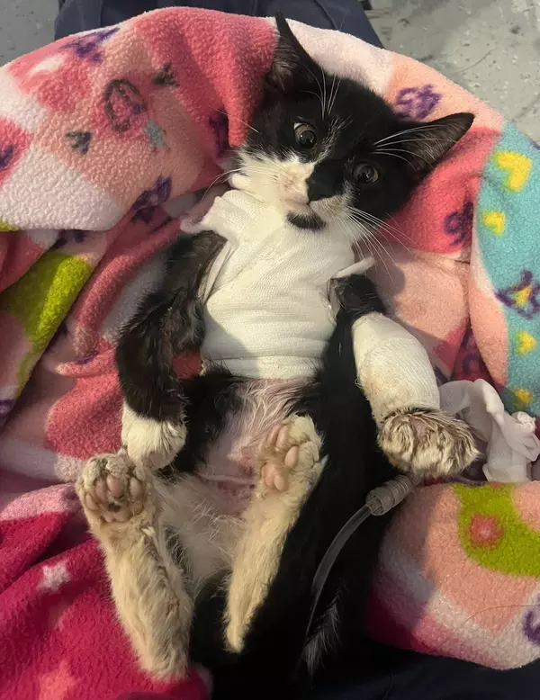 Black and white kitten Noodles lies on his back on a pink patterned fleecy blanket. His chest and left arm are covered in bandages concealling his burns.
