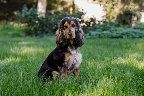A black and tan cocker spaniel sitting on green grass in a sunlit garden with trees and bushes in the background.