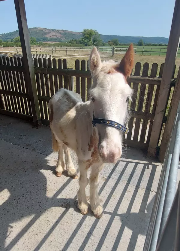 White horse Gregg when he was first rescued. He looks painfully thin and stands on the concrete floor of an open-sided stable, with rolling fields in the background