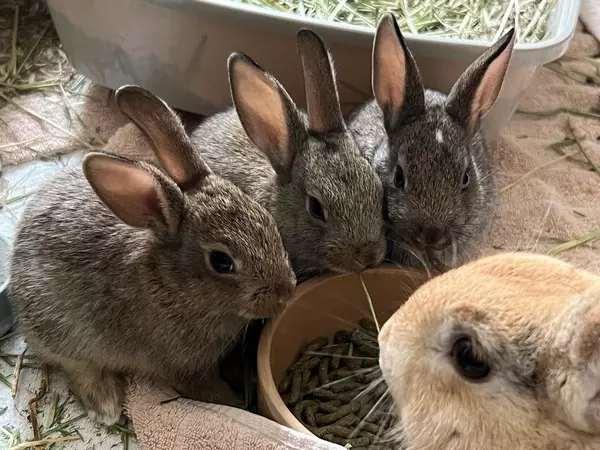 Three brown kittens next to a food bowl with an adult rabbit in the near right-hand corner