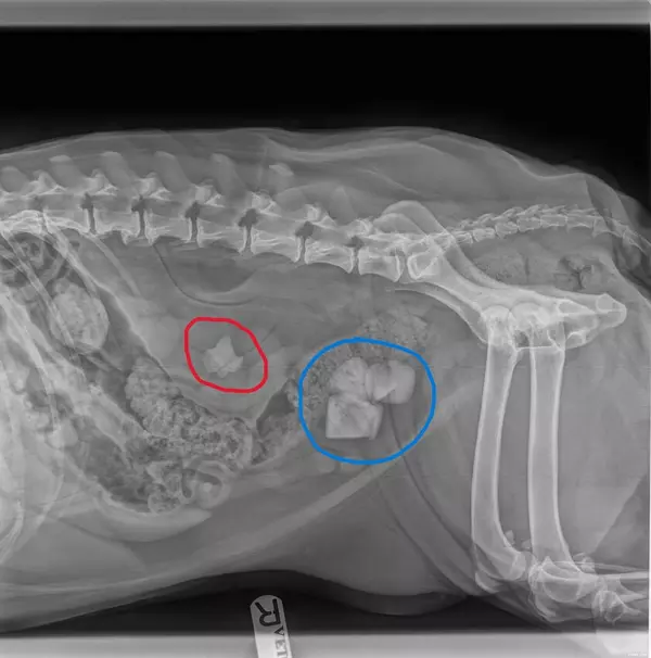 An X-ray of the stomach and hind legs of a dog with four large bladder stones circled