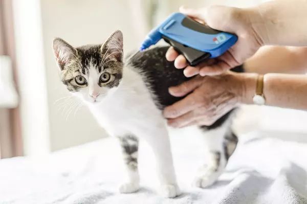 Kitten microchip