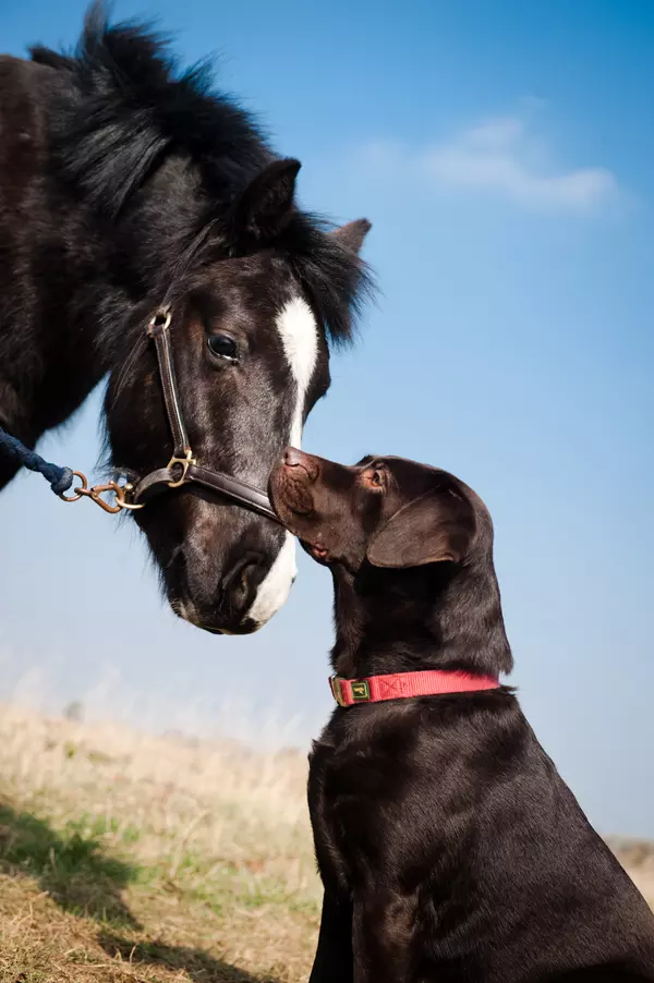 A dog looks up at a pony