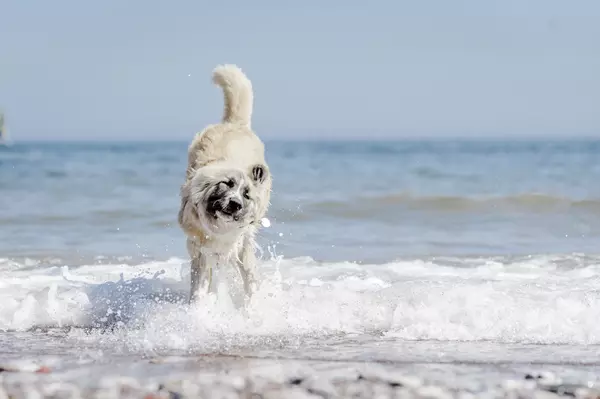 dog at beach
