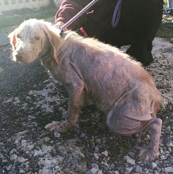 Mange in Dogs | What is mange? | Blue Cross