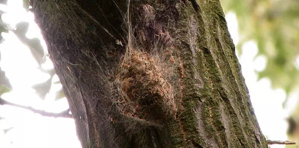 OPM caterpillar's on a oak tree