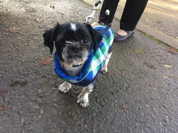 Rupert in coat