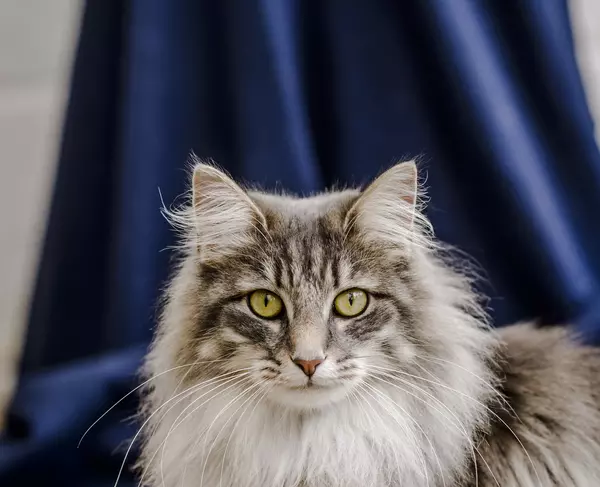 Cat Uma