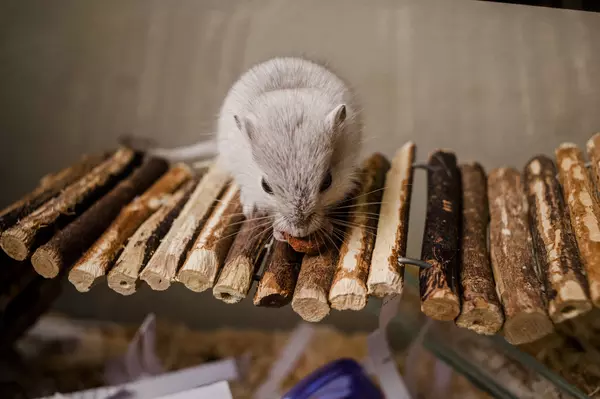 Gerbil nibbling a piece of food on a wooden stick bridge