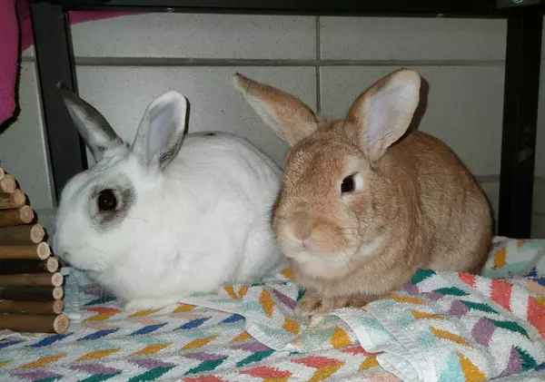 White and grey rabbit beside ginger rabbit on a multi-coloured towel