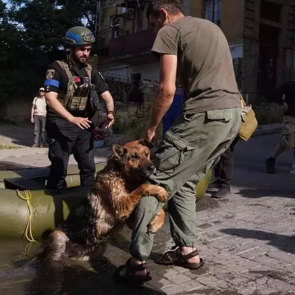Dog being rescued from flood in Kherson 
