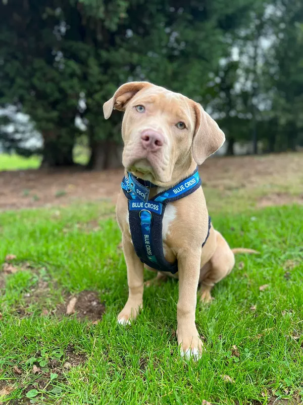 Tan coloured puppy wearing a Blue Cross harness sitting on the grass looking at the camera