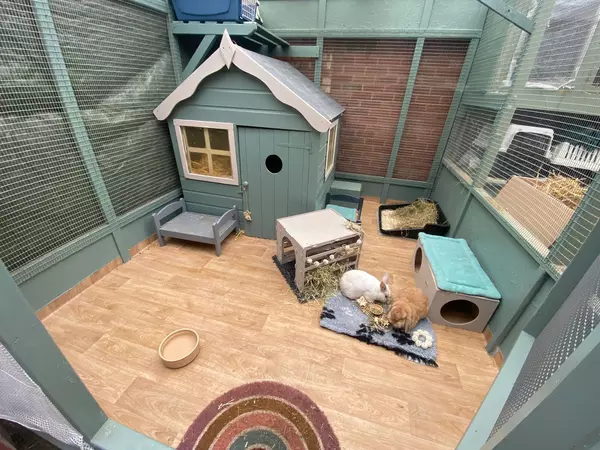 Example of suitable outdoor rabbit housing that is 60 square feet in size. Inside is a wendy house, rabbit enrichment and toys, and a rabbit bed. Two rabbits sit happily inside.