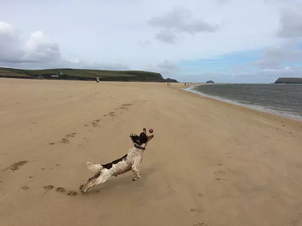 Dg chasing ball on harbour cove beach