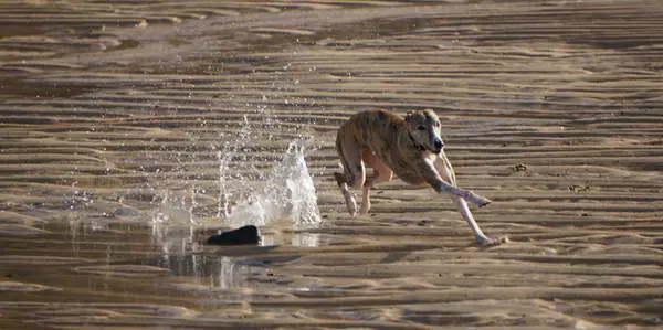 Dog splashing about on the beach