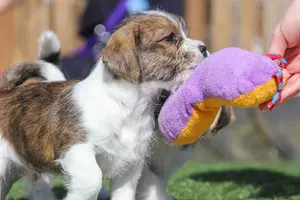 Puppy with purple squeaky toy