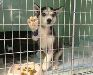 Puppy in crate