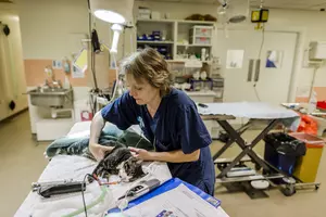 Vet nurse tends to a kitten under sedation