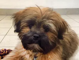 Puppy lying down