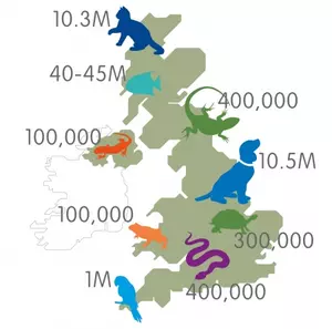UK map of animals kept as pets