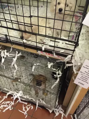 dogs in crates