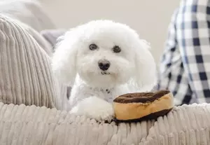 Puppy on sofa