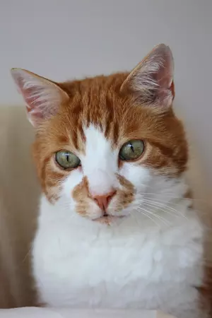 a cat