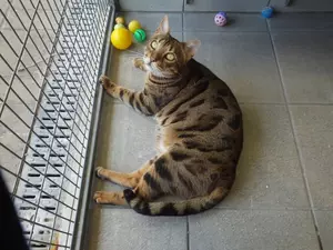 a cat