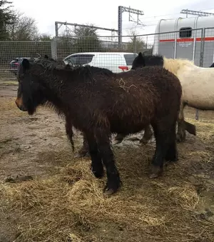 Bay horse with long, muddy hair