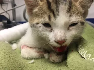 Poorly white and tan kitten on green blanket