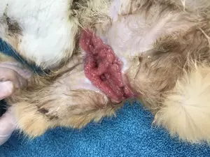 A close-up of a cat's neck that has sustained a bad injury from a non-quick release collar
