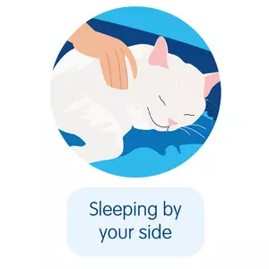White cat snuggled up by owners side