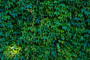 Green ivy plant
