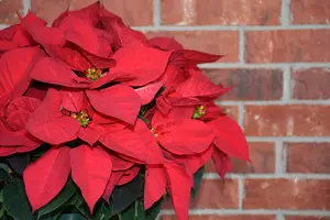 Festive red poinsettia