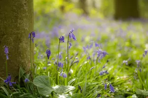 Purple bluebells growing in woodland area