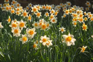 Yellow daffodils in a field 