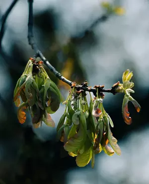 Sycamore branch with green (helicopter) hanging