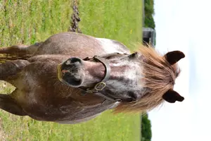 Strawberry roan pony Barley looks towards the camera as he stands squarely in a lush green paddock