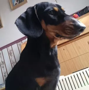 Black and tan dachshund Dougie looks out to the right