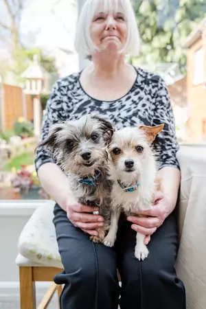 Grey dog and white dog sat on foster carers lap in front of window