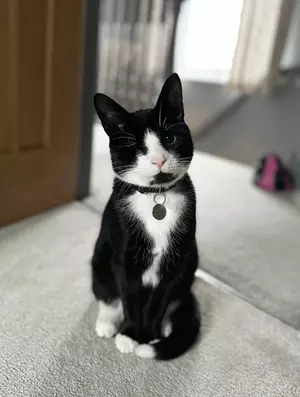 Black and white cat uno sits down on grey carpet and looks into camera