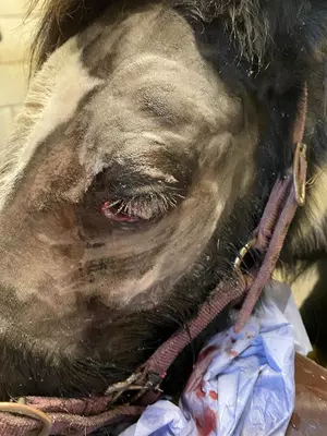 Black and white pony Bandit is shown with the left side of his face shaved before having his eye removed