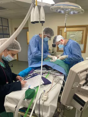Vets in blue gowns perform surgery in an overlit operating theatre